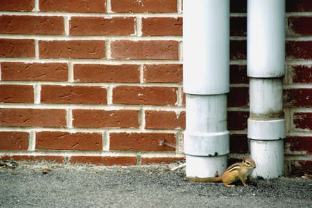 Squirrel in the urban areaの写真素材