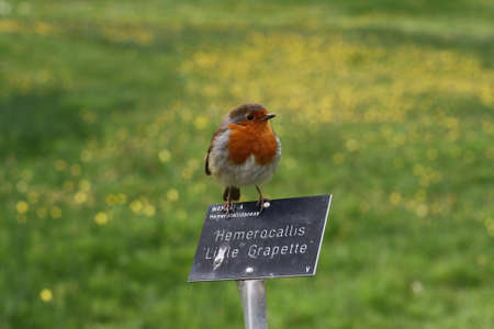 Little bird sat down to restのeditorial素材