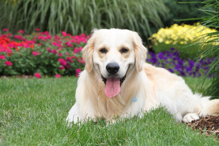 White dog lies with his tongue hanging out
