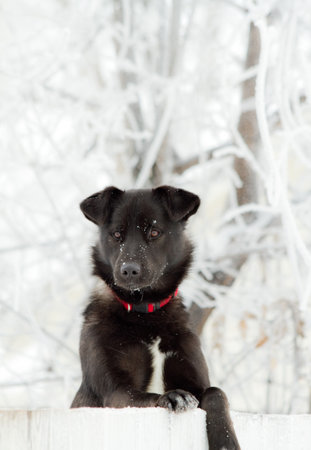 Cute black dog in winter snowy seasonの写真素材