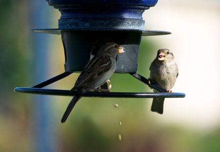 Two Birds at a Feederの写真素材