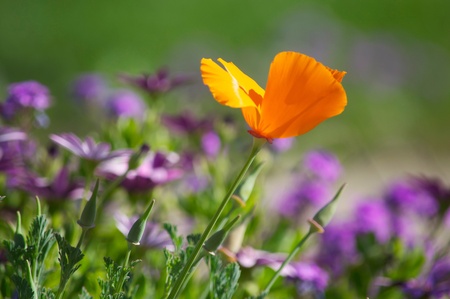 Orange Poppy Among Purple Flowersの写真素材
