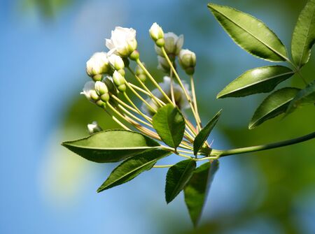 White Flowers Against Blue Skyの写真素材