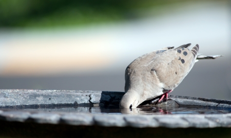 A mourning dove drinking at a birdbathの写真素材