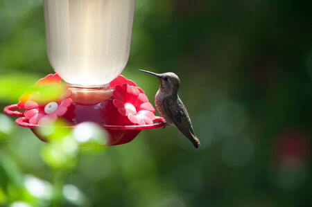 hummingbird resting on a feederの写真素材