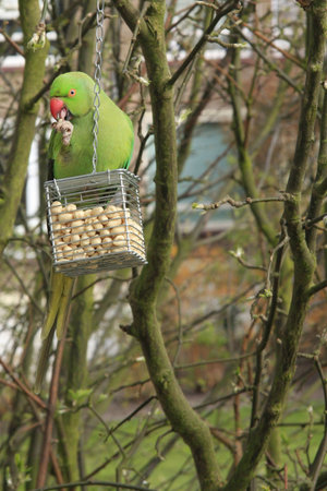 free living parrot  in europe   