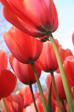 tulips against sky backgroundの写真素材