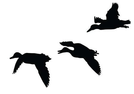  mallard ducks   flying  silhouette  のイラスト素材
