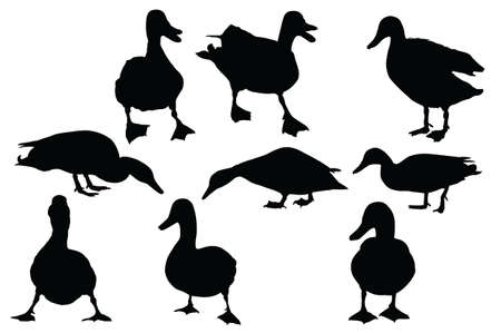collection of nine  mallard ducks vector  silhouettes  のイラスト素材