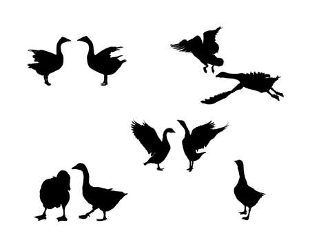 goose vector  silhouette   collection for designersのイラスト素材