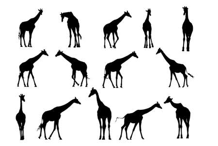 giraffe vector  silhouette collection for designersのイラスト素材