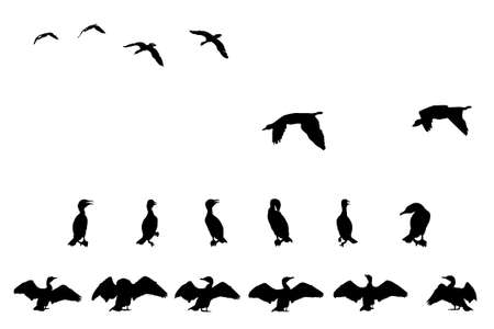 cormorant silhouette collection for designersのイラスト素材