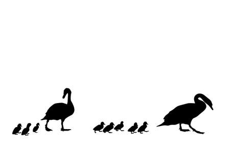 swan's family crossing the road, elements for designer  のイラスト素材