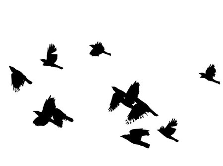 black birds in flight over white, vector illustration,のイラスト素材