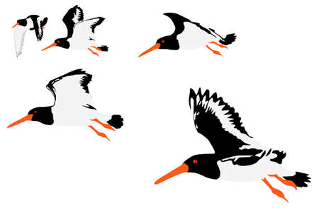 vector illustration of oystercatchers flyingのイラスト素材