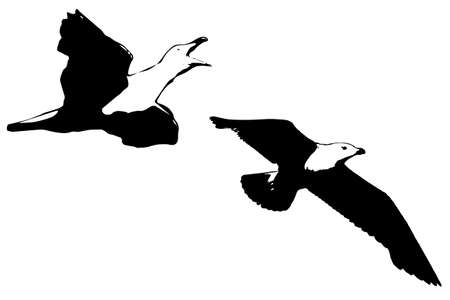 two seagulls flying vector illustrationのイラスト素材