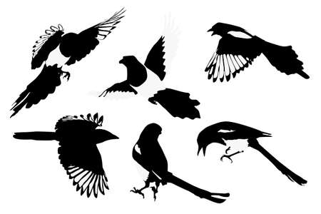 magpies illustration, collection for designersのイラスト素材