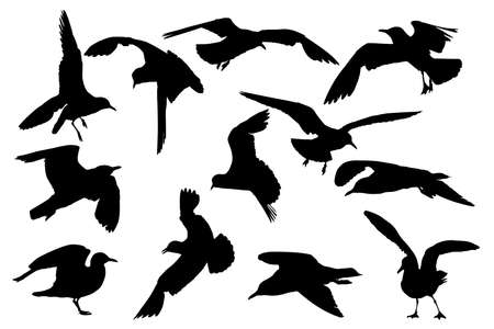 seagull silhouettes, collection for designers のイラスト素材