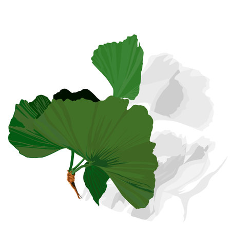 Ginko Biloba leaf,  vector illustration のイラスト素材
