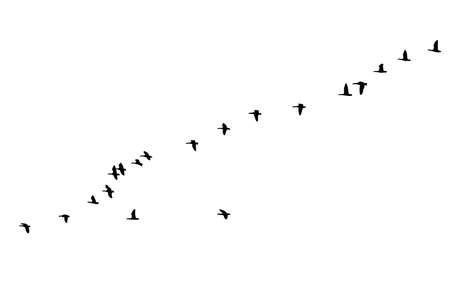 Flock of geese in formation flight  over white のイラスト素材
