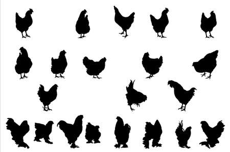 chickens  silhouettes,  collection for designersのイラスト素材