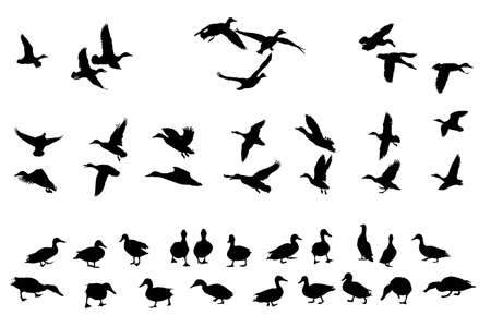 collection of mallard duck silhouettes for designers のイラスト素材