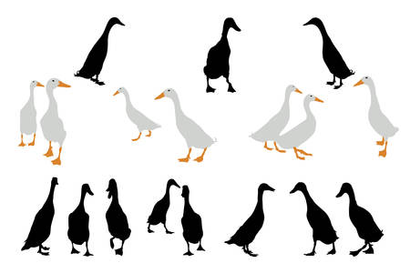 indian runner ducks collection for designers のイラスト素材