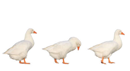 three geese walking isolated on whiteの写真素材
