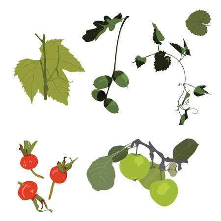 decorative plant elements, vector illustrationのイラスト素材