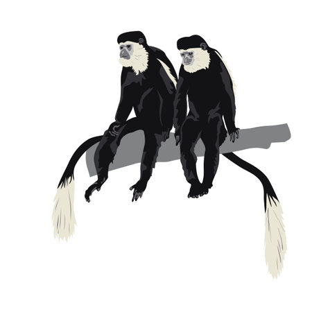 pair of Black-and-white colobus monkeys sitting on tree branchのイラスト素材