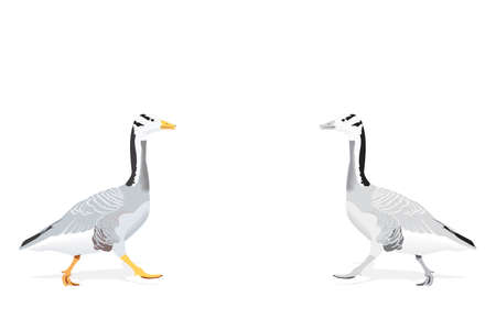 indian goose - considered as one of the highest flying birds, two color versionsのイラスト素材