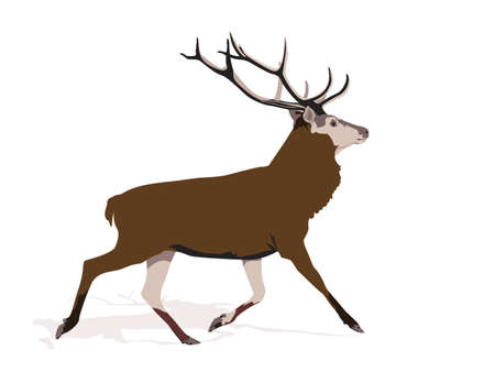 illustration of buck deer runningのイラスト素材