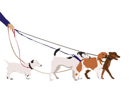 professional dog walkingのイラスト素材