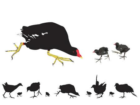 waterhen with chicks, collection for designerのイラスト素材