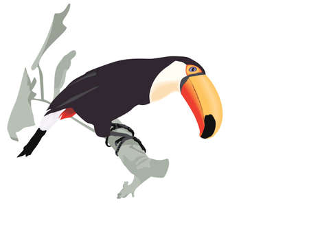 Toco Toucanのイラスト素材