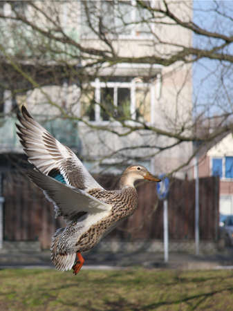 mallard duck in flightの写真素材