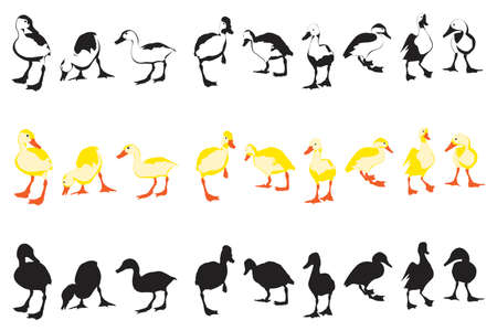  cute ducklings,  easter decoration elements のイラスト素材