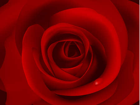 Macro image of dark red rose with water dropletのイラスト素材
