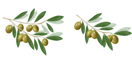 Green olive branch. Photo-realistic.のイラスト素材