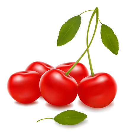 Group with red cherries. Vectorのイラスト素材