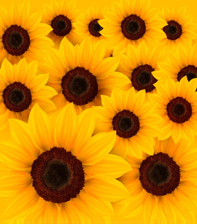 Nature background with yellow sunflowers. Vector illustration.のイラスト素材