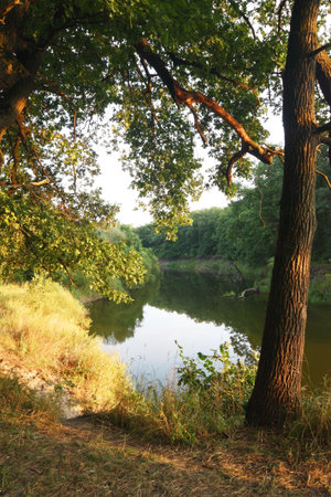 Nature. Oaks on river bank shined with the coming sun