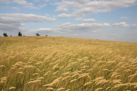 Natural landscape, hill overgrown with grass and cloudy skyの写真素材