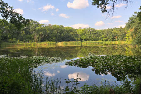 Lake, water lilies, reeds, trees, clear sky with few cloudsの写真素材