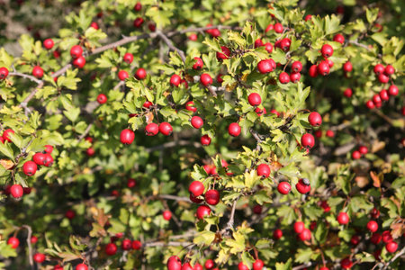 Hawthorn branch close to the red ripe berries