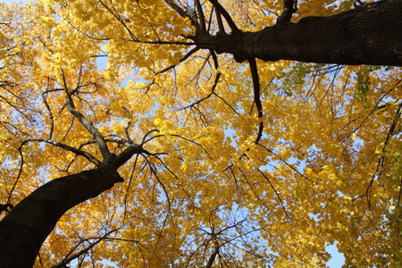 Autumn maples with yellow leaves against the sky