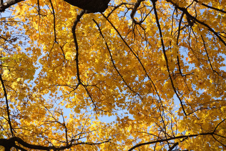 Autumn maple with yellow leaves against the sky