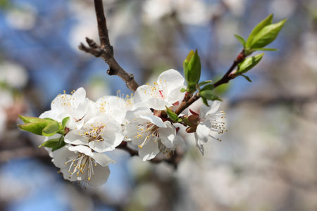 Spring. Branch of apricot blossoms, close-up
