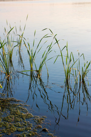 Nature, reeds and near the duckweed