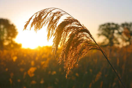 Bulrush lit by the rays of the rising sunの写真素材